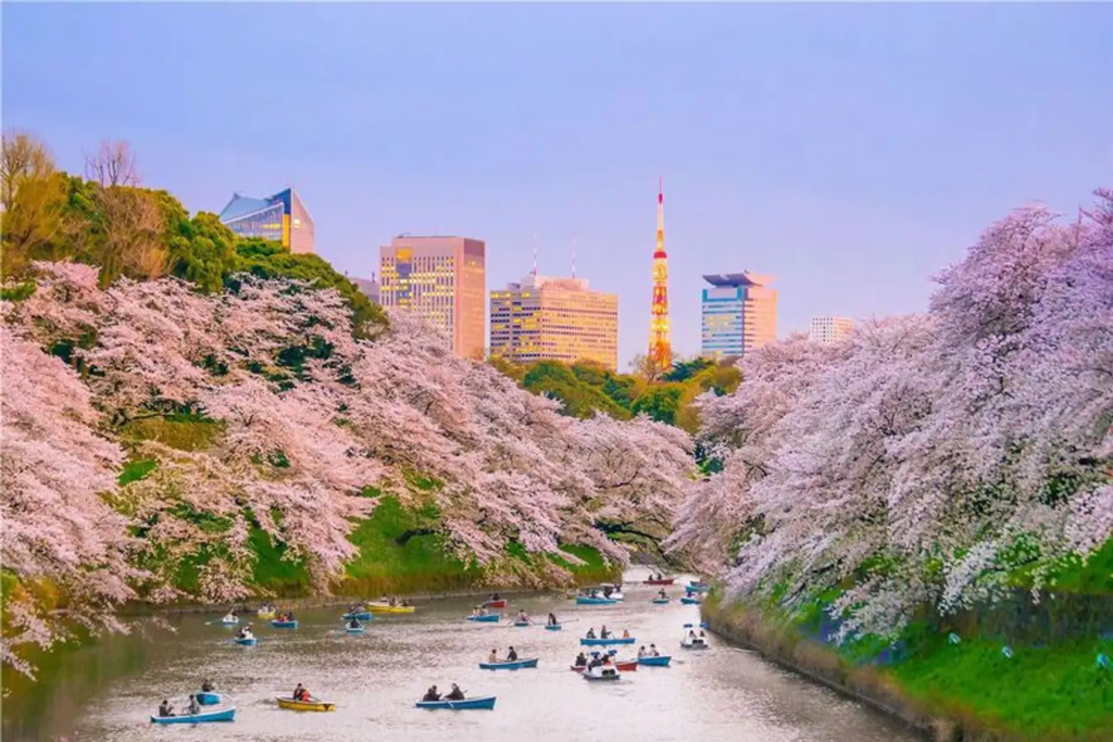 Công Viên Ueno (Tokyo) Hoa Anh Đào 