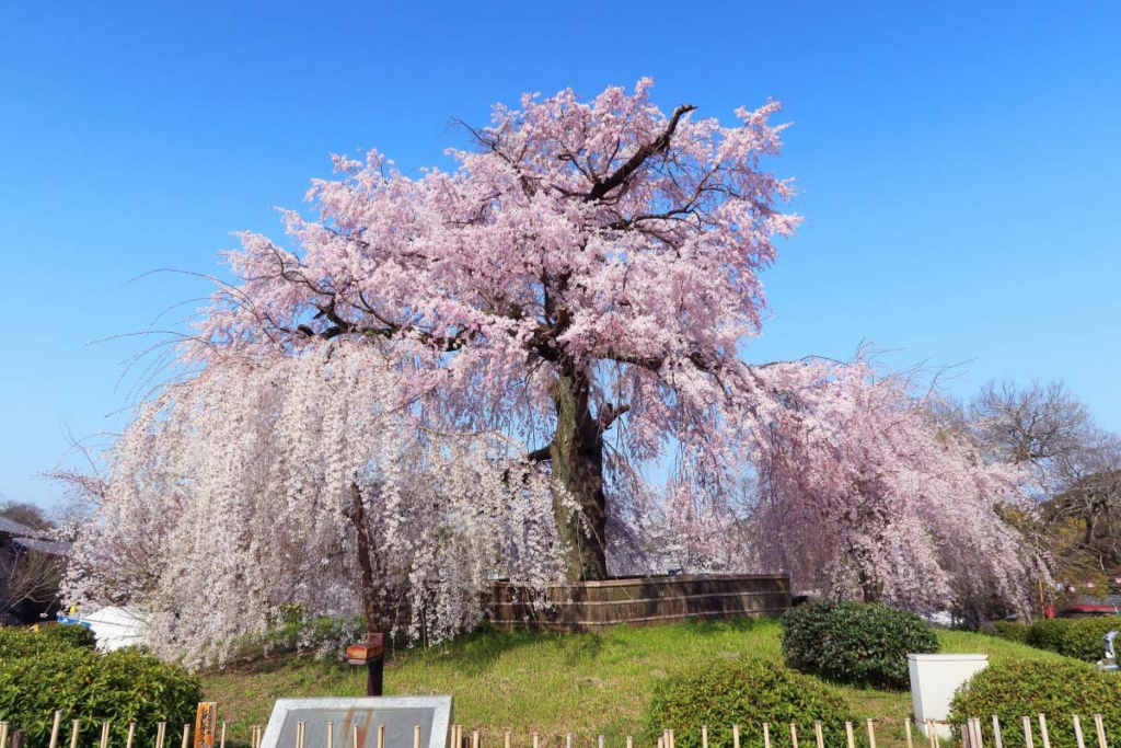 Công Viên Maruyama (Kyoto)